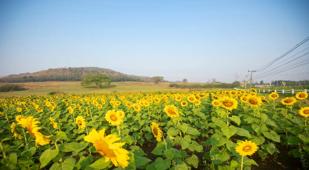 নরসিংদীর নারিয়াকান্দি ভ্রমণ - Nariakandi Day Trip to Narsingdi